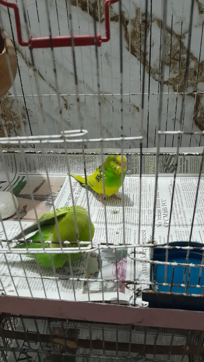 Australian parrots/ Budgies — photo 4