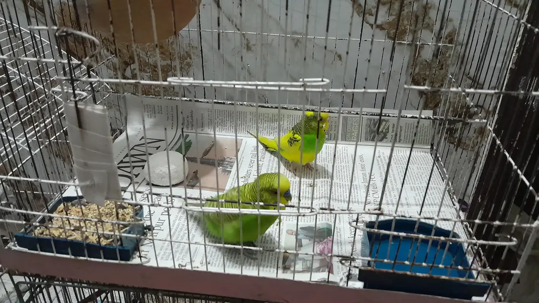 Australian parrots/ Budgies — photo 5