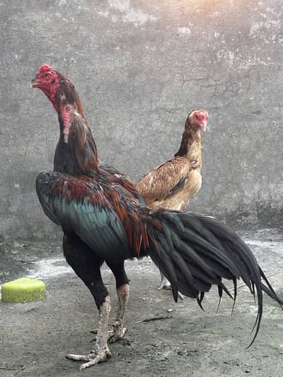 Thai pakoye pair for sale