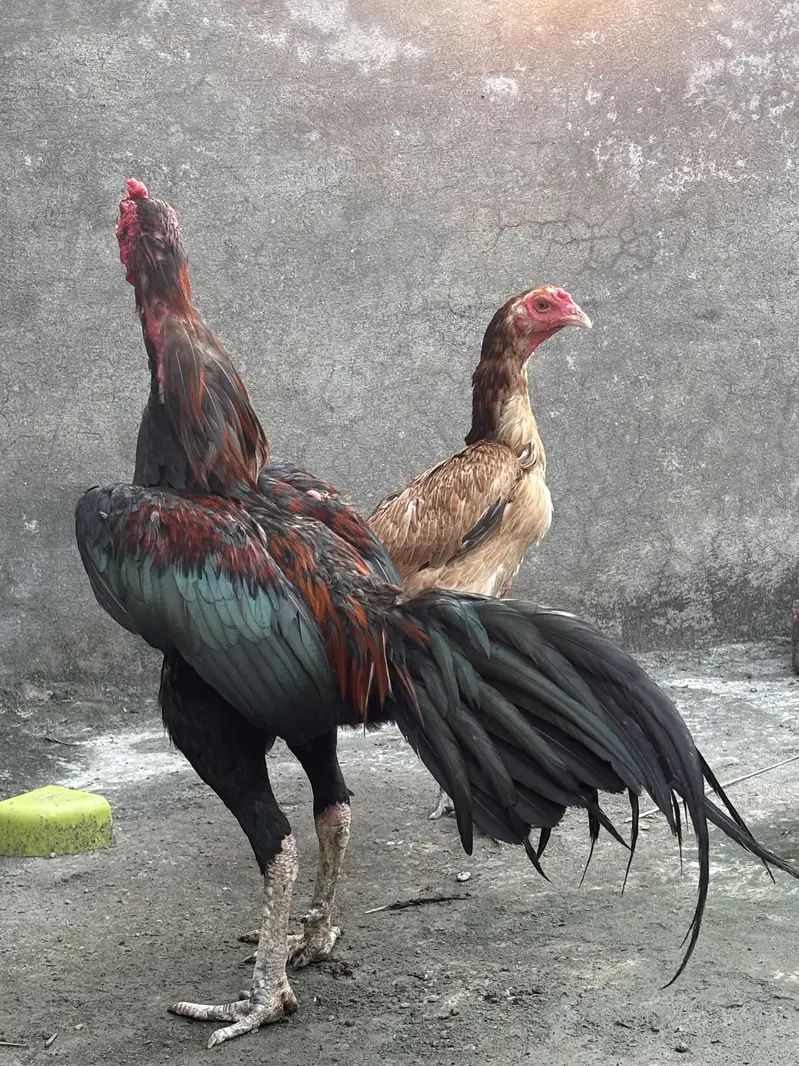 Thai pakoye pair for sale — photo 2