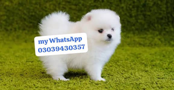 Pomeranian puppies for sale 2 month Age