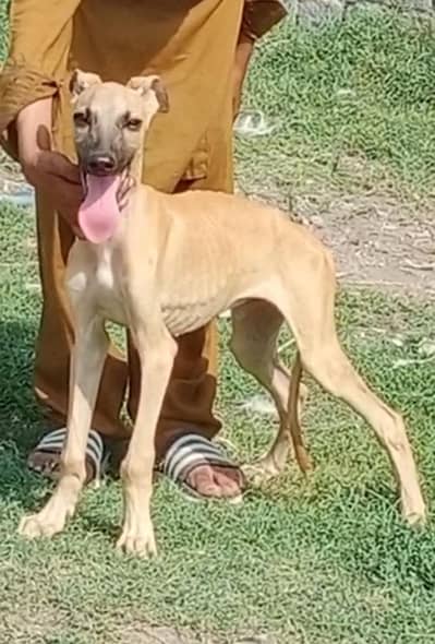 pure desi tazi male puppy important parents healthy and active