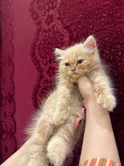 Persian Beige