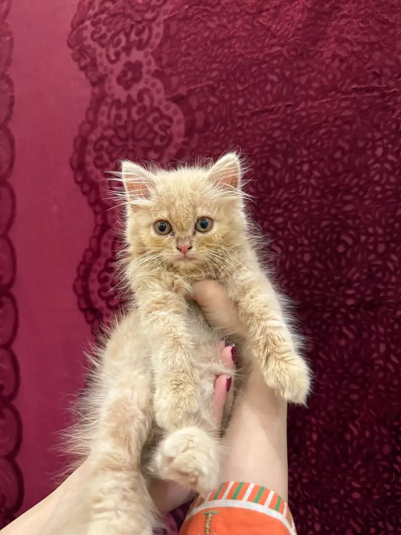 Persian Beige — photo 2