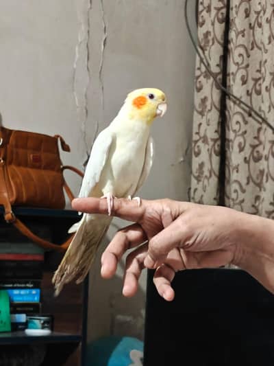 cocktail or cockatiel birds