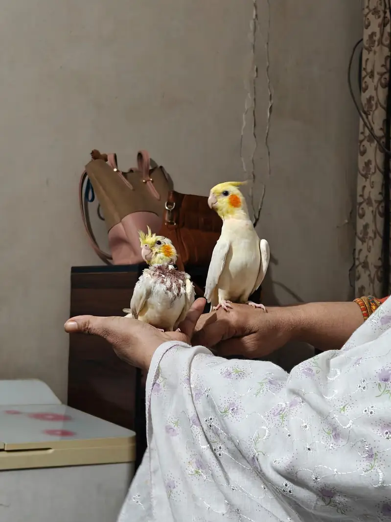 cocktail or cockatiel birds — photo 2