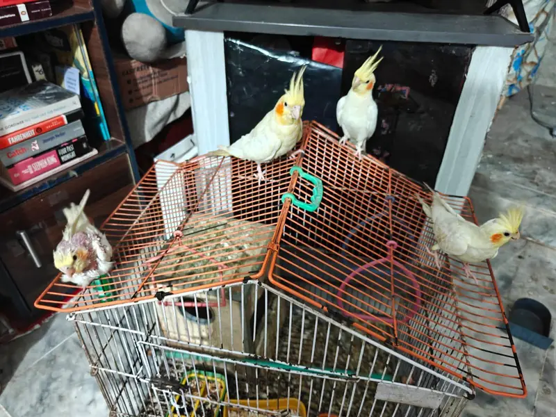 cocktail or cockatiel birds — photo 3