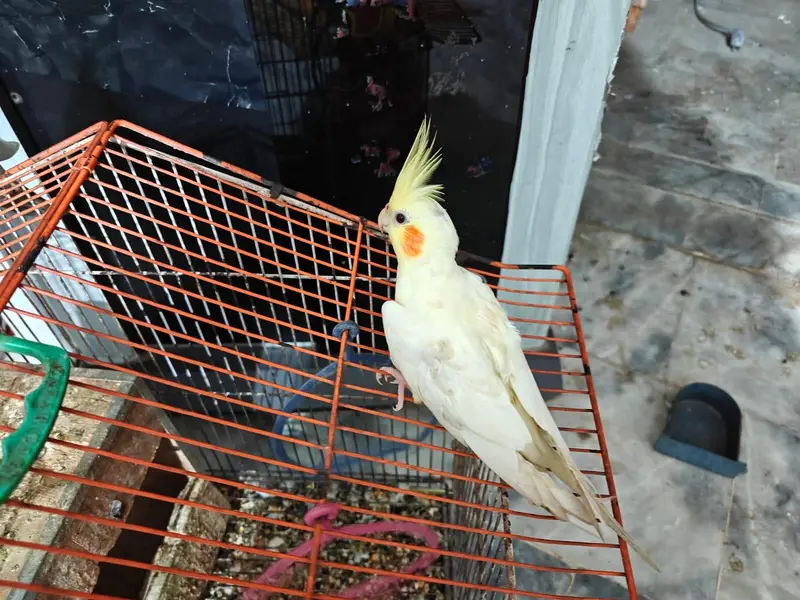 cocktail or cockatiel birds — photo 4