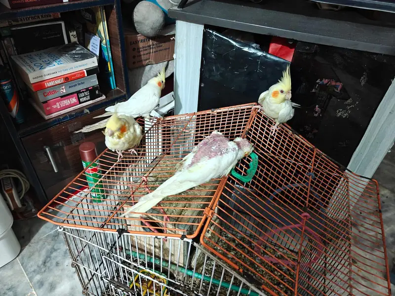 cocktail or cockatiel birds — photo 5