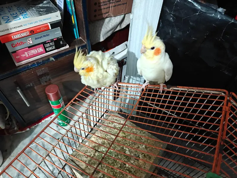 cocktail or cockatiel birds — photo 6
