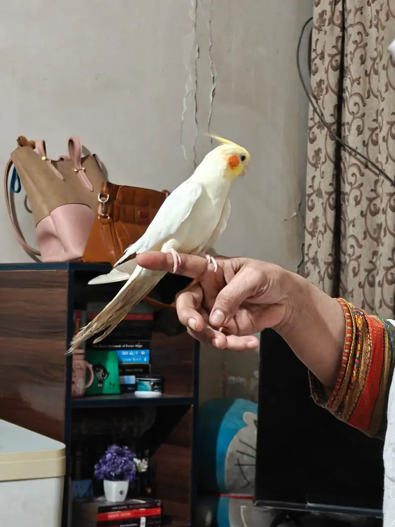 cocktail or cockatiel birds — photo 7