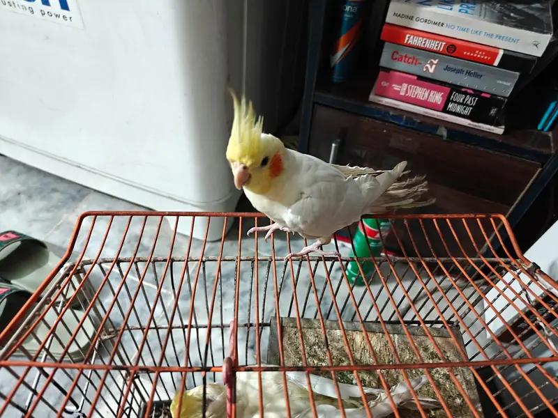 cocktail or cockatiel birds — photo 8