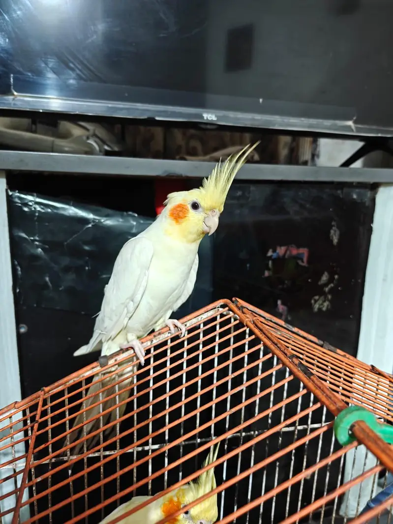 cocktail or cockatiel birds — photo 9