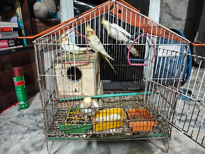 cocktail or cockatiel birds — photo 10