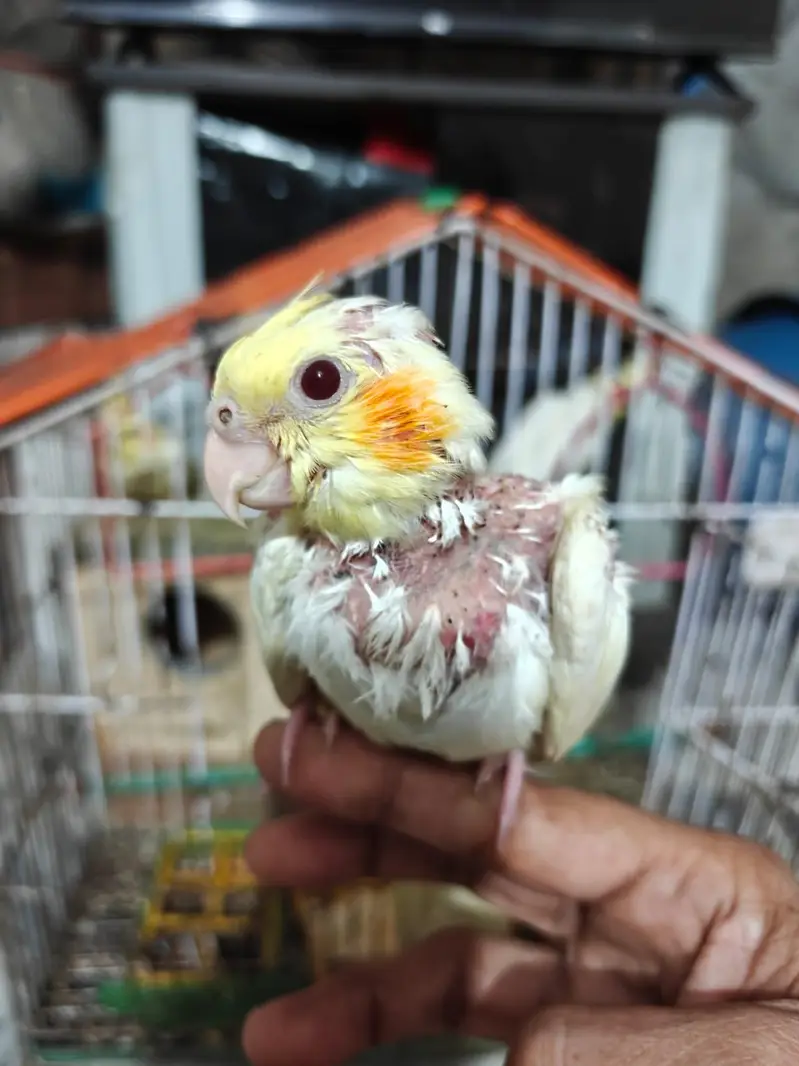 cocktail or cockatiel birds — photo 11
