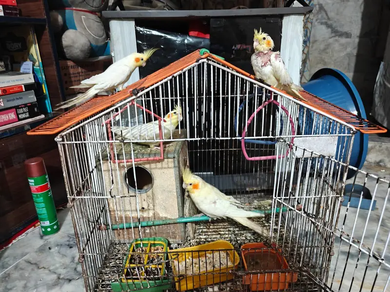 cocktail or cockatiel birds — photo 12