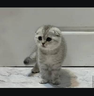 Scottish fold kittin for sell. 0313 4935014