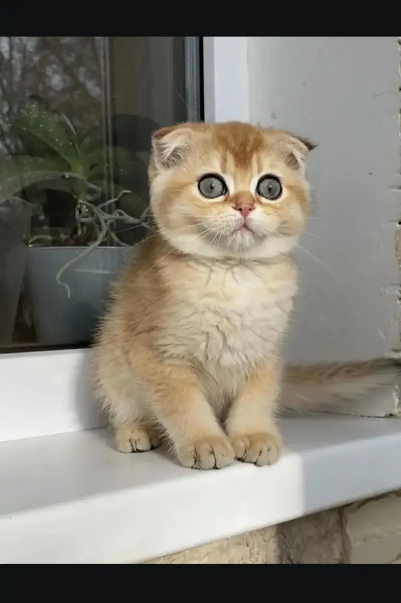 Scottish fold kittin for sell. 0313 4935014 — photo 2