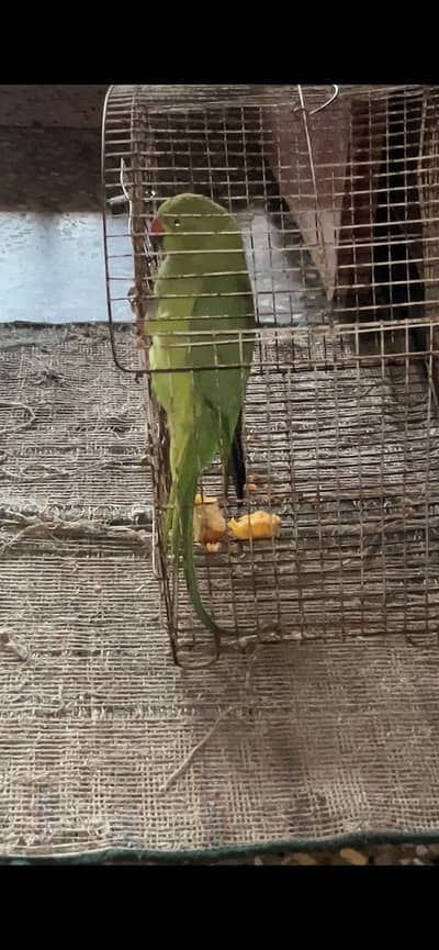 Katha parrot