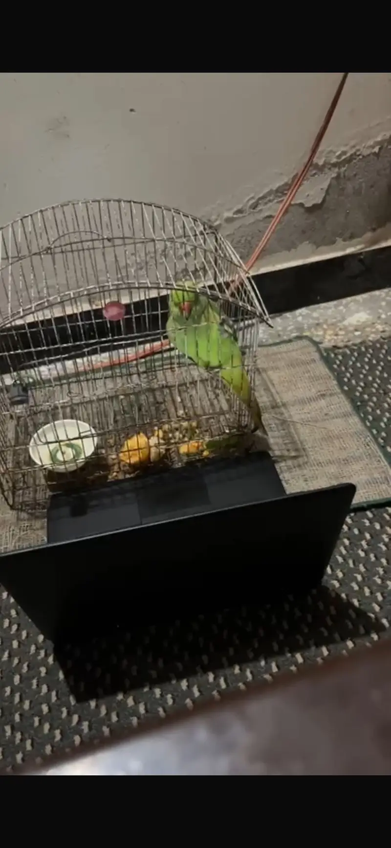 Katha parrot female — photo 2