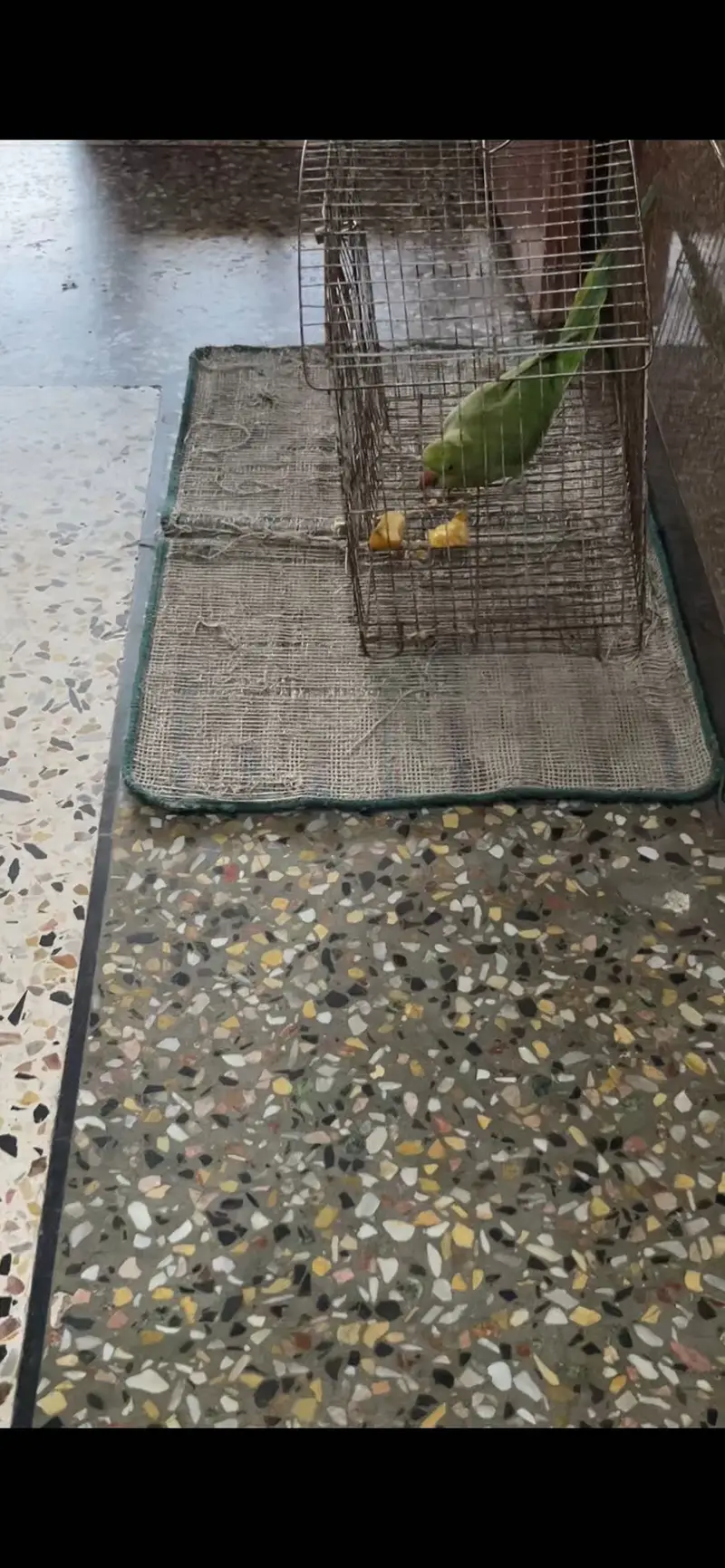 Katha parrot female — photo 3