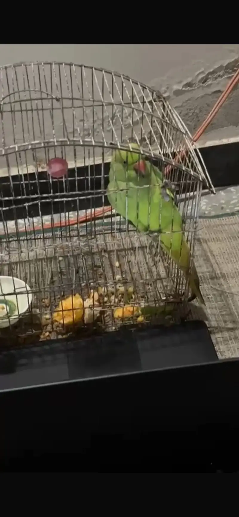 Katha parrot female — photo 4