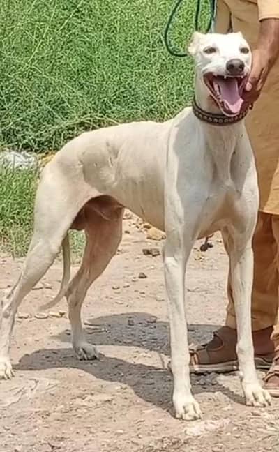 pure des tazi male full shekar train soor gider kharghosh