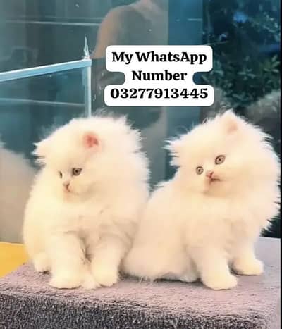 Persion Cat 2 month age for sale