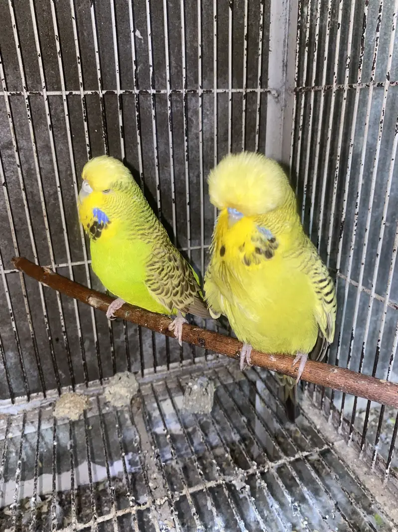 Monk breeder pair and exibition — photo 5