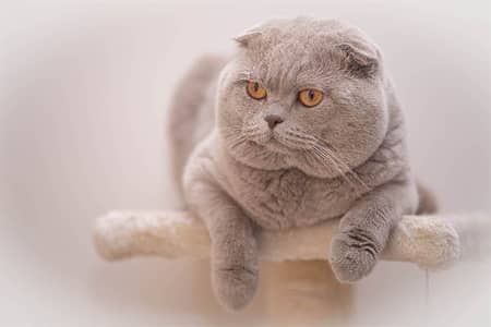 Scotish Fold Stud Male Available