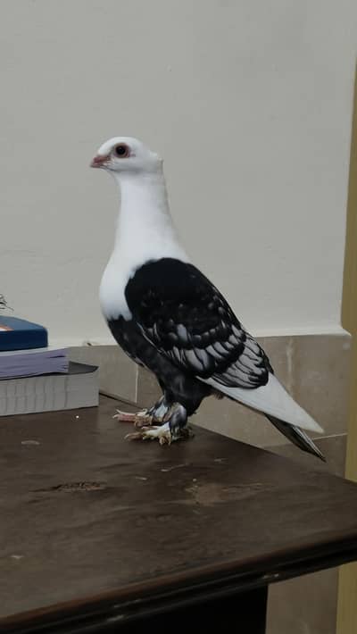 sentient pegions for sale