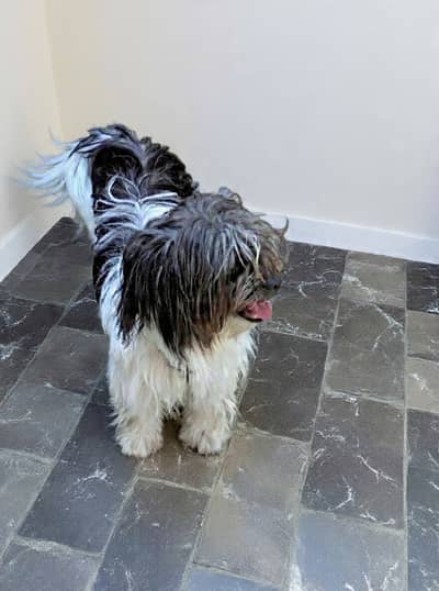Shihtzu breed dog