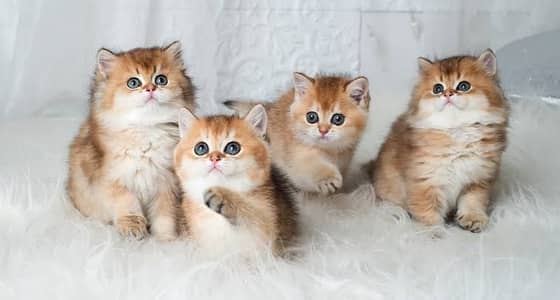 British Short Hair kiten Available