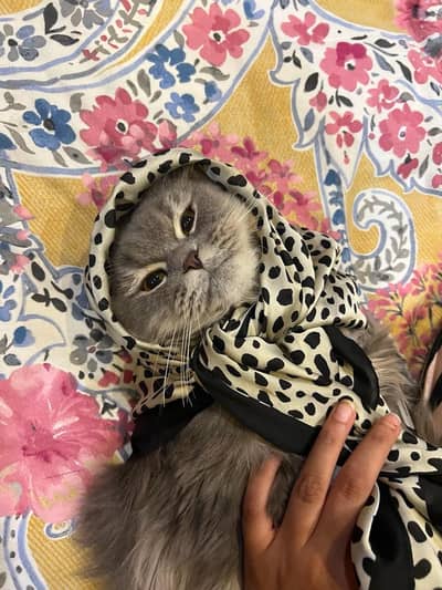 Persian cat