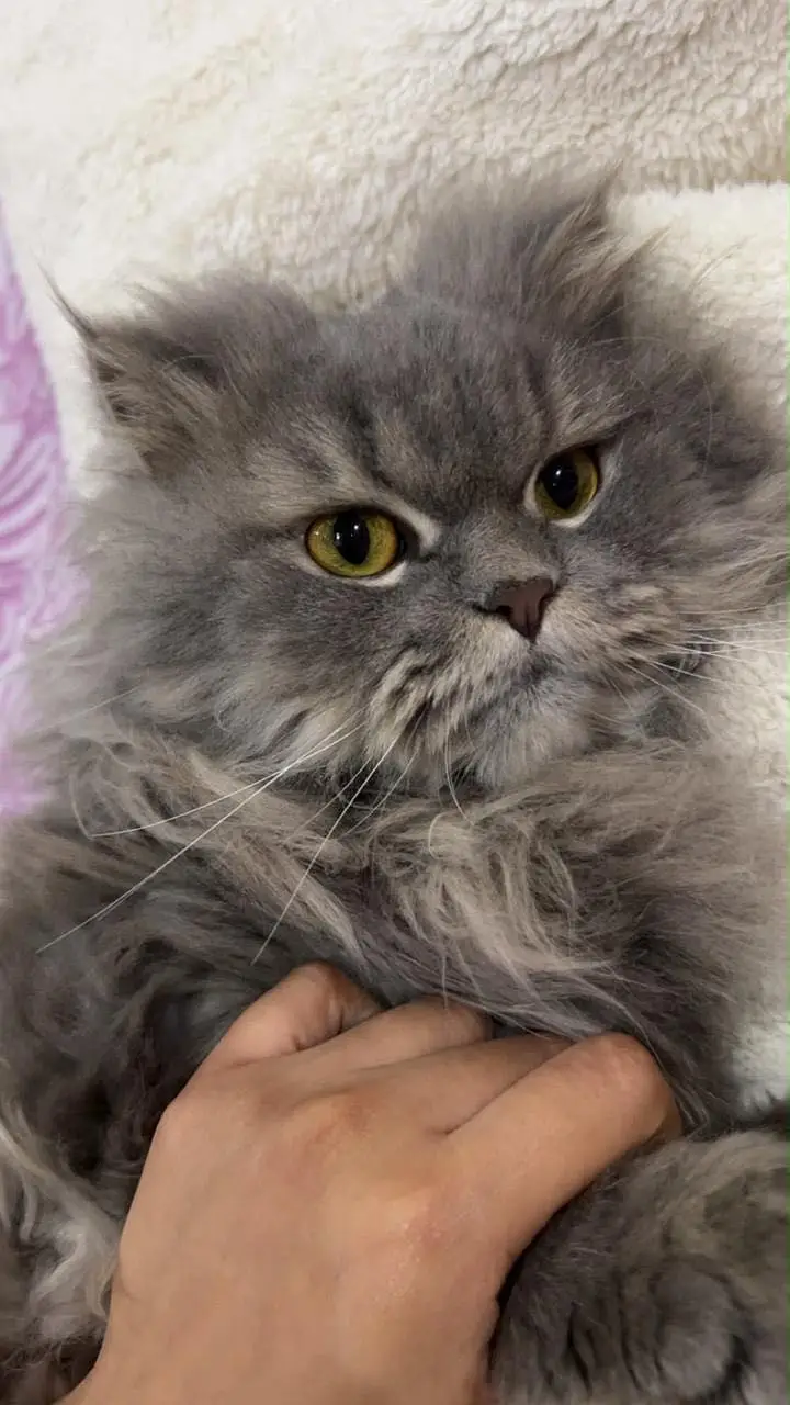 Persian cat — photo 2