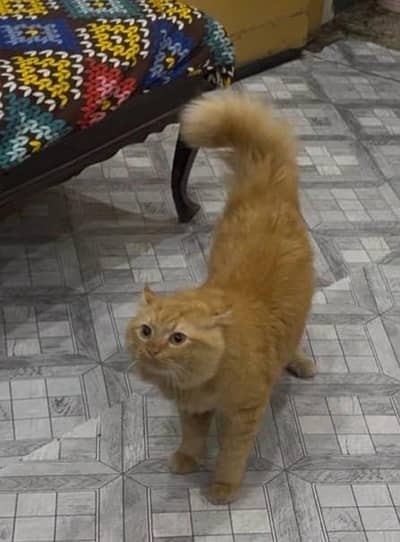 Male cat