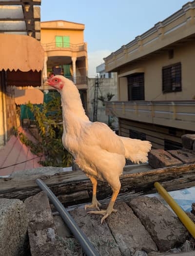 Paper White Breeder Female