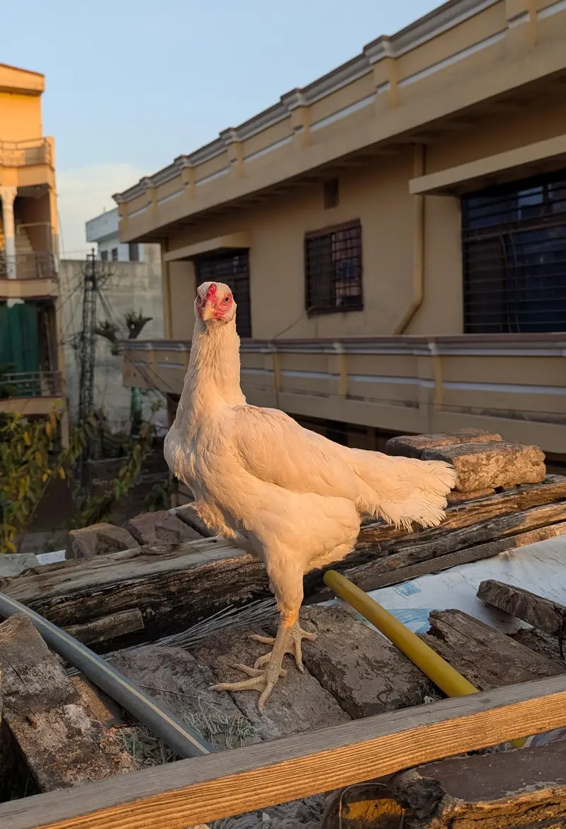 Paper White Breeder Female — photo 3