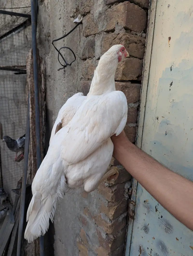 Paper White Breeder Female — photo 4