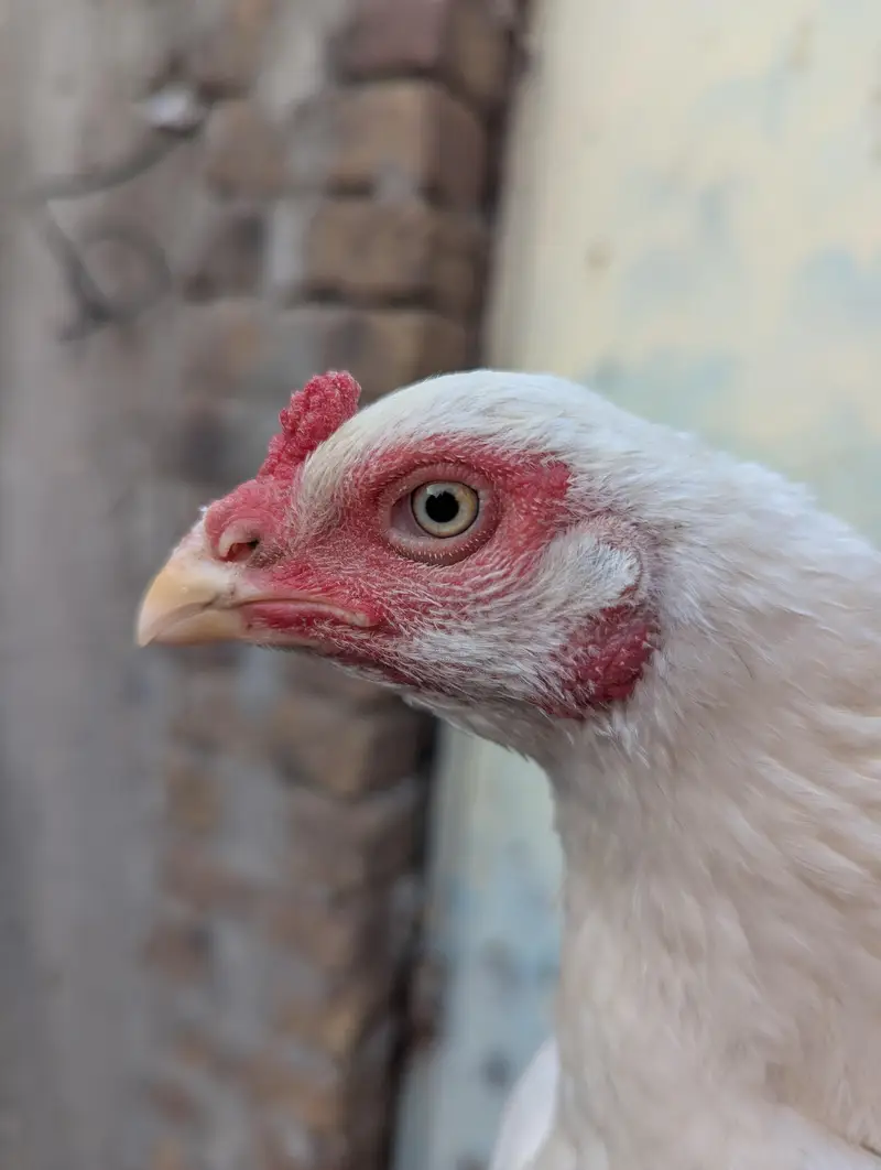 Paper White Breeder Female — photo 5