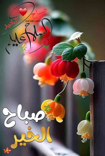 Ali jan