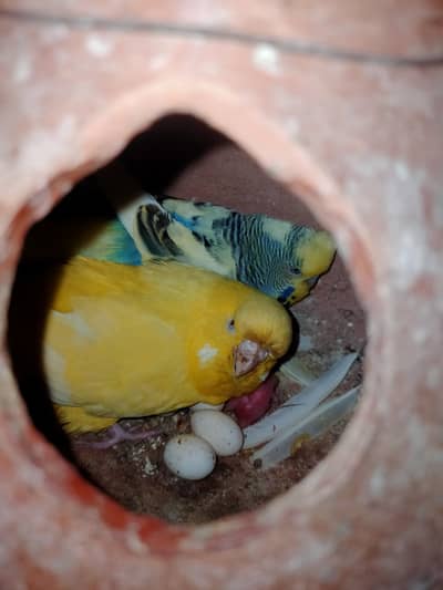 Budgies King pair