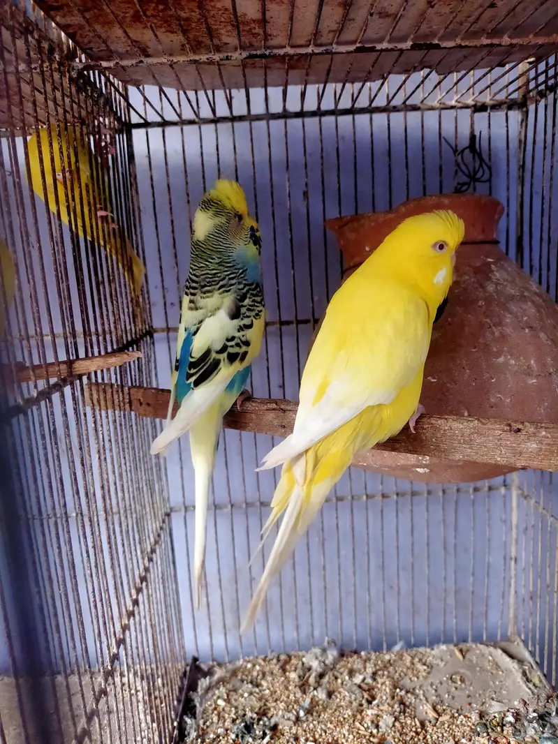 Budgies King pair — photo 2
