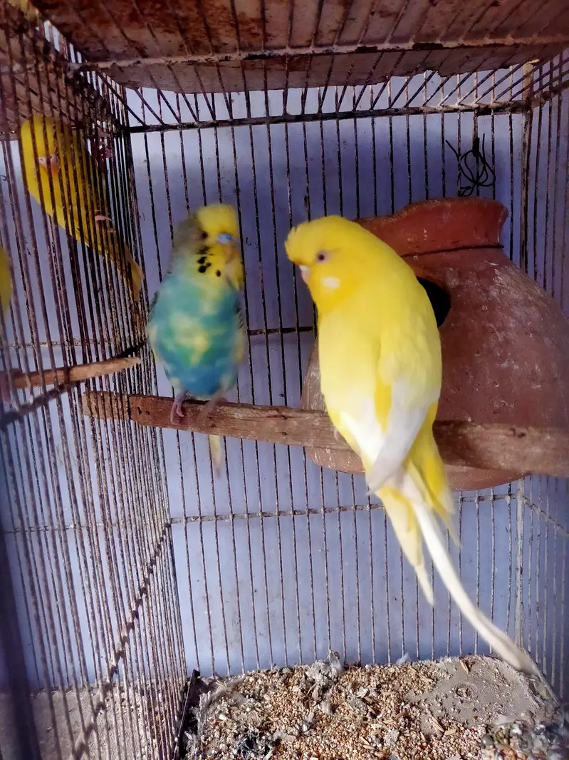 Budgies King pair — photo 3