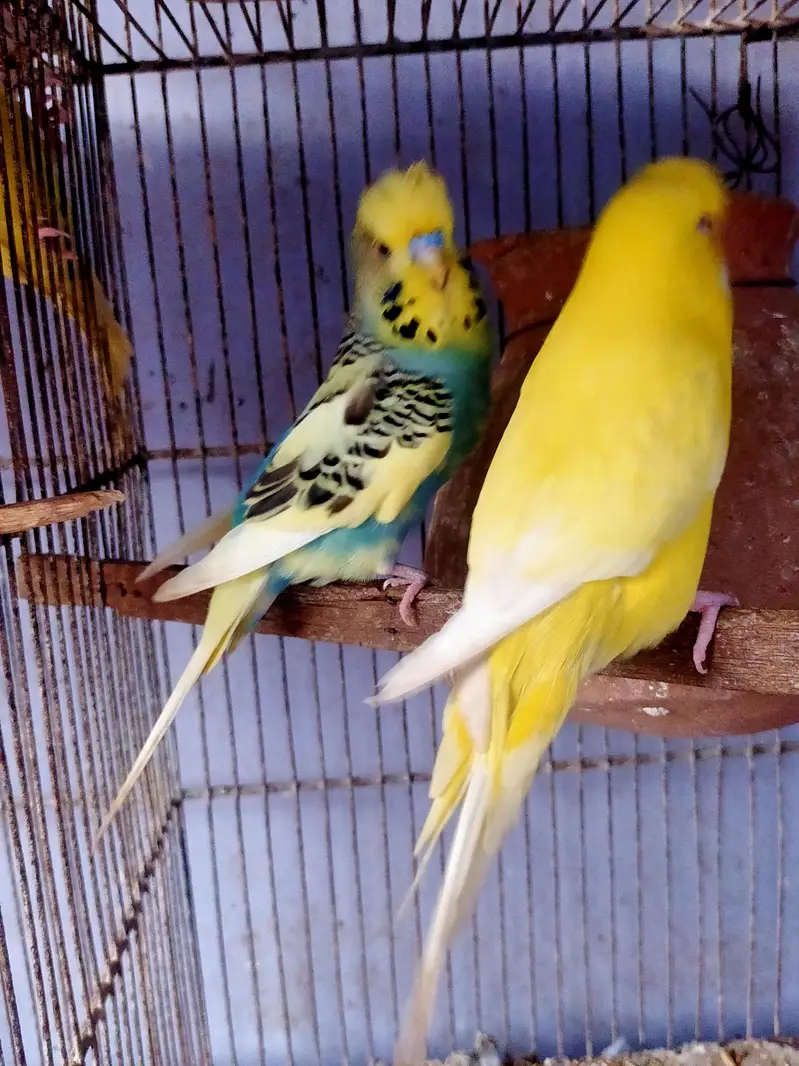 Budgies King pair — photo 4