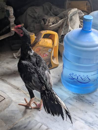 high quality lasani patha
