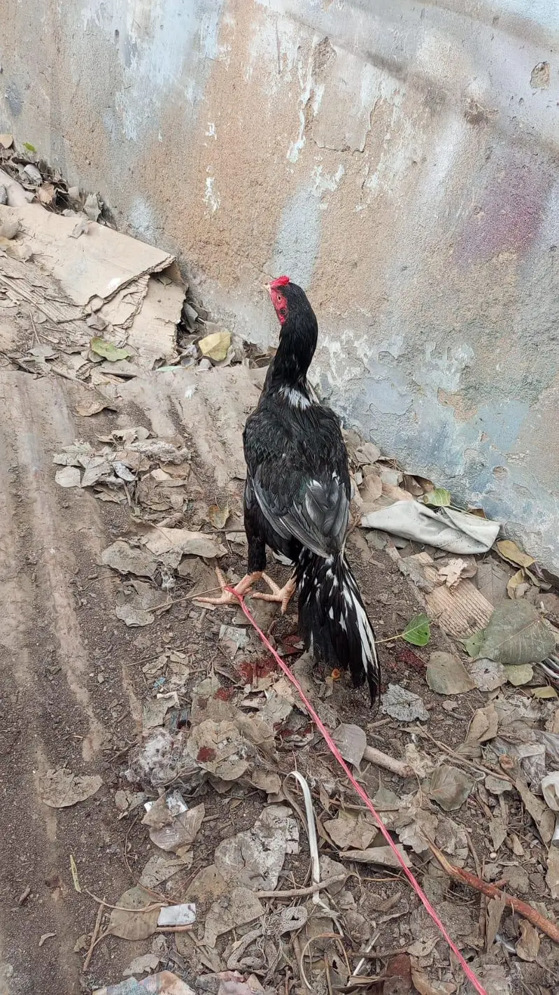 high quality lasani patha — photo 2