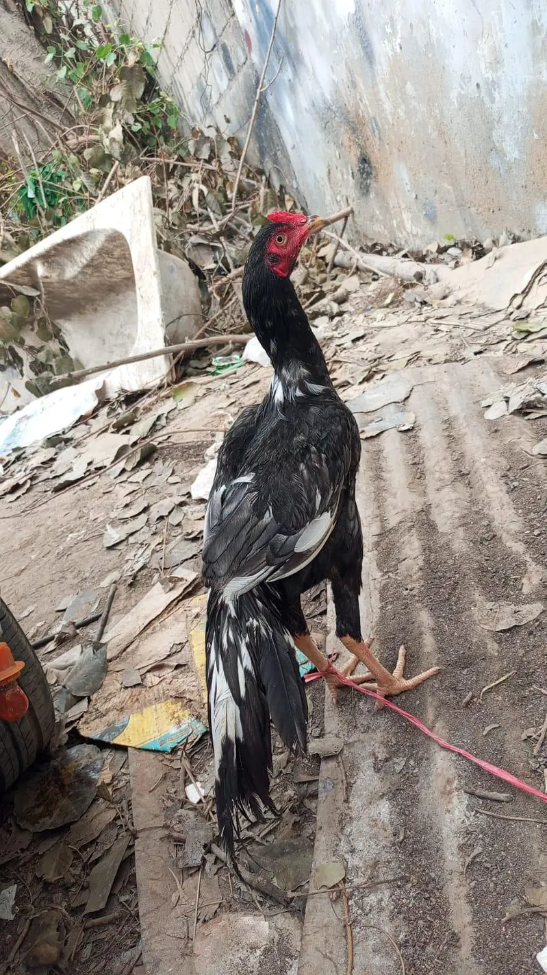high quality lasani patha — photo 3