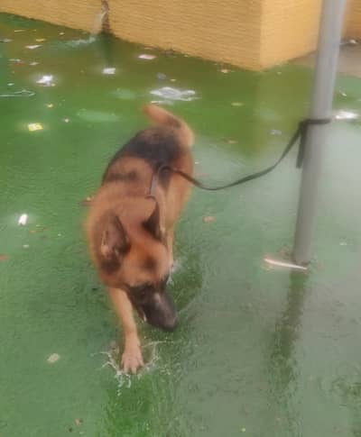 German shepherd dog for sale