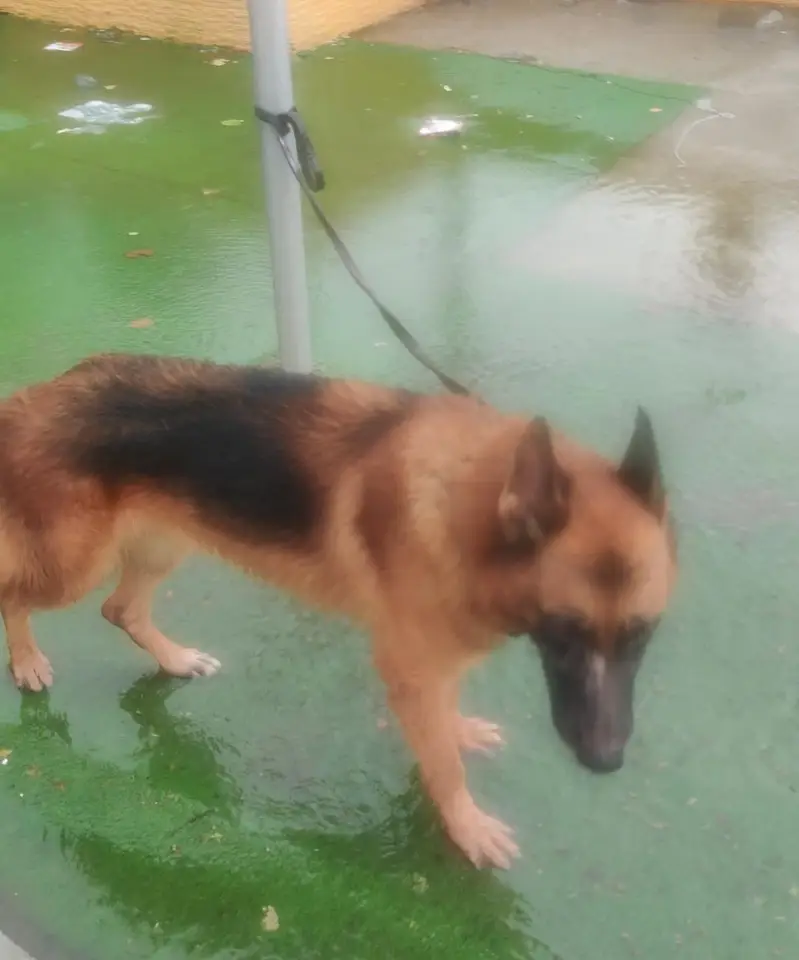 German shepherd dog for sale — photo 2